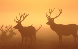 Deer Free Images