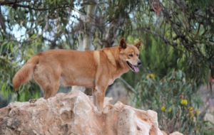 Dingo Computer Wallpaper