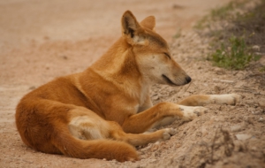 Dingo Pictures