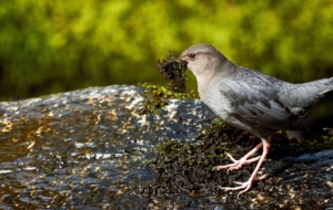 Dipper High Definition Wallpapers