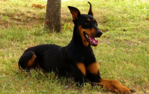 Doberman Pinscher 4K