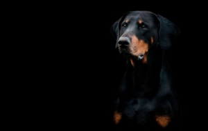Doberman Pinscher Background