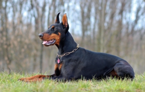 Doberman Pinscher Computer Backgrounds