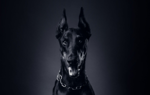 Doberman Pinscher Computer Wallpaper