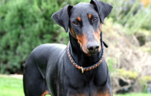 Doberman Pinscher HD