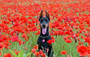 Doberman Pinscher HD Wallpaper