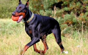 Doberman Pinscher High Definition