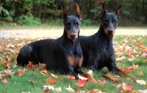 Doberman Pinscher High Definition Wallpapers