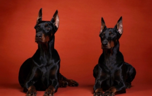 Doberman Pinscher High Quality Wallpapers