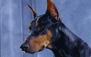Doberman Pinscher For Desktop