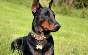 Doberman Pinscher Full HD
