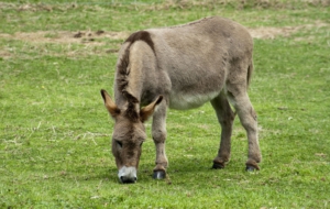 Donkey HD Background