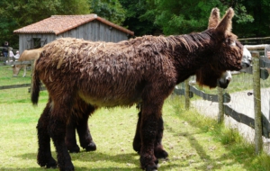 Donkey High Quality Wallpapers