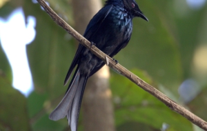 Drongo Computer Backgrounds