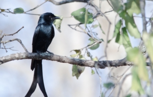 Drongo Computer Wallpaper