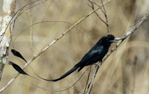 Drongo Desktop Wallpaper