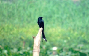 Drongo High Definition Wallpapers
