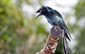 Drongo For Desktop Background