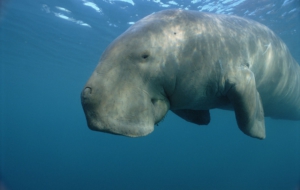 Dugong 4K