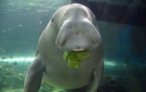 Dugong Background