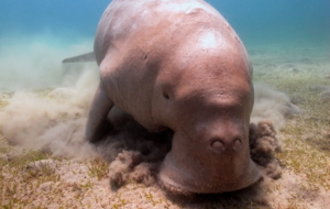 Dugong Computer Backgrounds