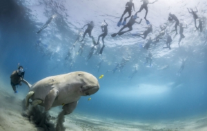 Dugong Computer Wallpaper