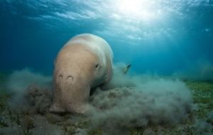 Dugong Desktop