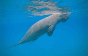 Dugong Desktop Images