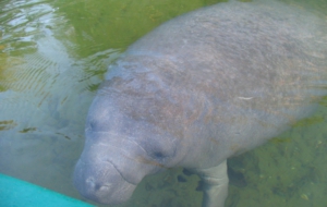 Dugong Desktop Wallpaper