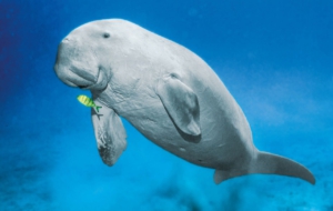 Dugong Download Free Backgrounds HD