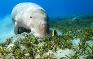 Dugong HD