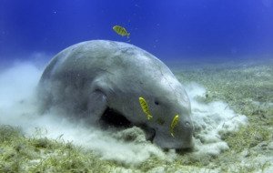 Dugong HD Wallpaper