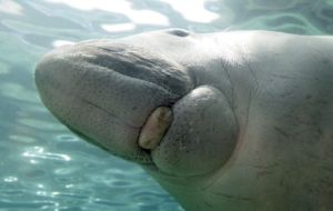 Dugong Pictures