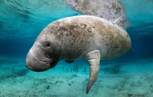 Dugong Wallpapers