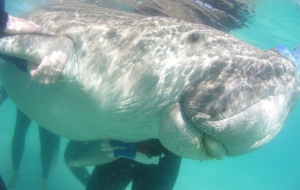 Dugong For Desktop Background