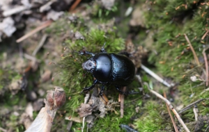 Dung Beetle Background