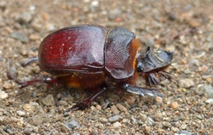 Dung Beetle Computer Backgrounds