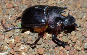 Dung Beetle Desktop Images