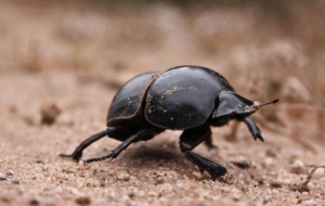 Dung Beetle Desktop Wallpaper
