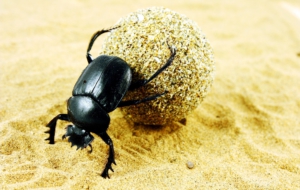 Dung Beetle HD