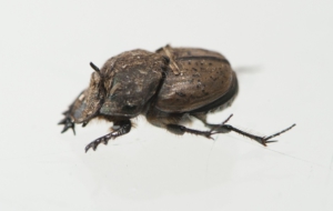 Dung Beetle HD Wallpaper