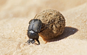 Dung Beetle Wallpaper