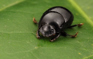 Dung Beetle Widescreen