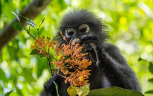 Dusky Leaf Monkey 4K