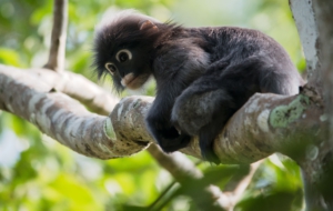 Dusky Leaf Monkey Background
