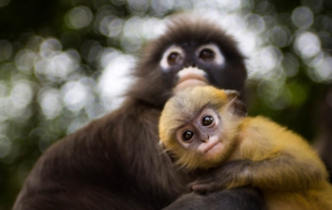 Dusky Leaf Monkey Computer Backgrounds