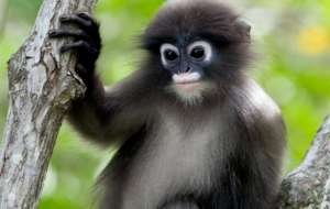 Dusky Leaf Monkey Computer Wallpaper