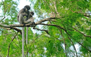 Dusky Leaf Monkey HD Background