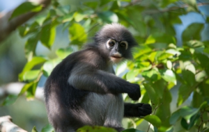 Dusky Leaf Monkey HD Desktop