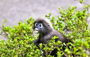 Dusky Leaf Monkey HD Wallpaper